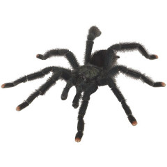 Photo of spider